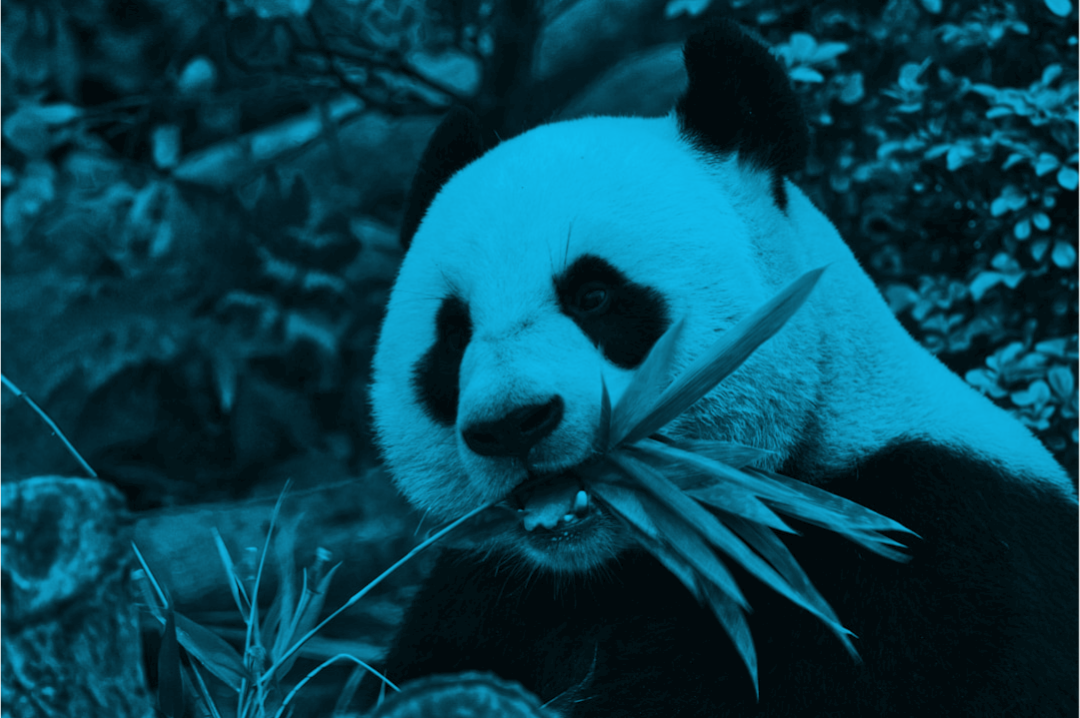  panda eating bamboo